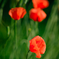 Buy canvas prints of Poppies by Peter O'Reilly