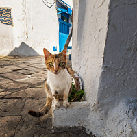 Buy canvas prints of Tunisian Cat by Peter O'Reilly