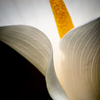 Buy canvas prints of Arum Lily by Peter O'Reilly