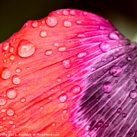 Buy canvas prints of Poppy Petal by Peter O'Reilly