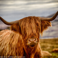 Buy canvas prints of Heelan Coo by Peter O'Reilly