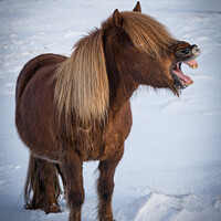 Buy canvas prints of The Laughing Pony by Peter O'Reilly