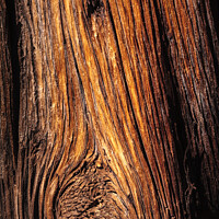 Buy canvas prints of Ancient Wood by Peter O'Reilly