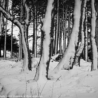 Buy canvas prints of Snow Trees I by Peter O'Reilly