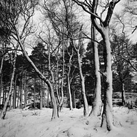 Buy canvas prints of Snow Trees II by Peter O'Reilly