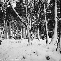 Buy canvas prints of Snow Trees III by Peter O'Reilly