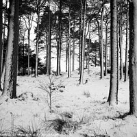 Buy canvas prints of Snow Trees IV by Peter O'Reilly