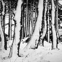 Buy canvas prints of Snow Trees V by Peter O'Reilly