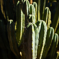 Buy canvas prints of Cactus by Peter O'Reilly
