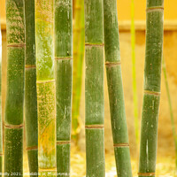 Buy canvas prints of Bamboo by Peter O'Reilly