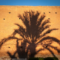 Buy canvas prints of Palm Shadow by Peter O'Reilly