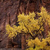 Buy canvas prints of Cottonwood and Sandstone, Zion National Park by Peter O'Reilly