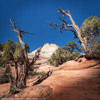 Buy canvas prints of Desert Landscape with Trees by Peter O'Reilly
