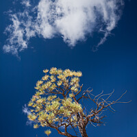 Buy canvas prints of Pine Tree and Cloud by Peter O'Reilly