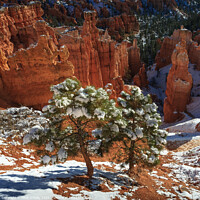Buy canvas prints of Pine Trees, Bryce Canyon by Peter O'Reilly