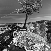 Buy canvas prints of Pine Tree, Bryce Canyon by Peter O'Reilly