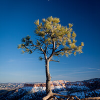 Buy canvas prints of Pine Tree and the Moon, Bryce Canyon by Peter O'Reilly