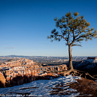 Buy canvas prints of Lonesome Pine, Bryce Canyon by Peter O'Reilly