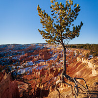 Buy canvas prints of The Walking Tree by Peter O'Reilly