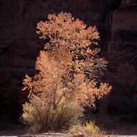 Buy canvas prints of Cottonwood Tree in Autumn by Peter O'Reilly