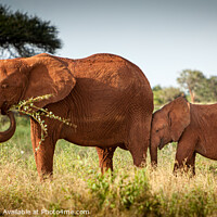 Buy canvas prints of Red Elephant and Calf by Peter O'Reilly