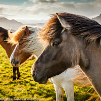 Buy canvas prints of Icelandic Wild Horses by Peter O'Reilly