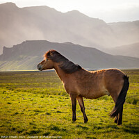Buy canvas prints of Icelandic Wild Horse by Peter O'Reilly
