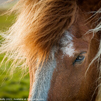 Buy canvas prints of Portrait of an Icelandic Wild Horse by Peter O'Reilly