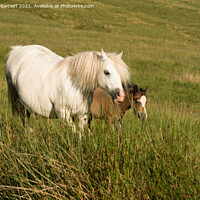 Buy canvas prints of Horses standing in a grassy field by Andrew Bartlett