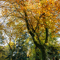 Buy canvas prints of Autumn scenes, Merthyr Tydfil, South Wales, UK. by Andrew Bartlett