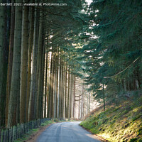 Buy canvas prints of Sun shines through a forest at Elan Valley, Mid Wa by Andrew Bartlett