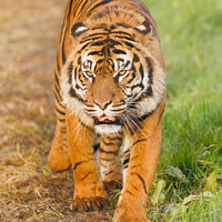 Buy canvas prints of Sumatran Tiger walking in the grass. by Andrew Bartlett