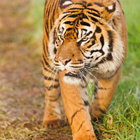Buy canvas prints of Sumatran Tiger walking in the grass. by Andrew Bartlett