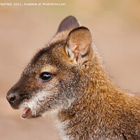 Buy canvas prints of A Wallaby standing in the grass. by Andrew Bartlett