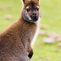 Buy canvas prints of A Wallaby sitting in the grass by Andrew Bartlett