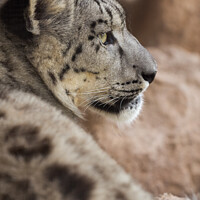 Buy canvas prints of A close up of a Snow Leopard by Andrew Bartlett
