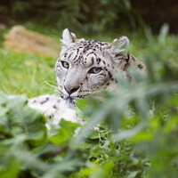 Buy canvas prints of A close up of a Snow Leopard. by Andrew Bartlett