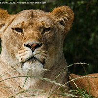 Buy canvas prints of An African male Lion. by Andrew Bartlett