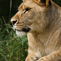 Buy canvas prints of An African male Lioness. by Andrew Bartlett