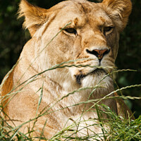 Buy canvas prints of An African Lioness. by Andrew Bartlett