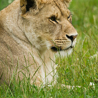 Buy canvas prints of A Lioness sitting in a grassy field by Andrew Bartlett