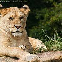 Buy canvas prints of A Lioness sitting on a rock by Andrew Bartlett