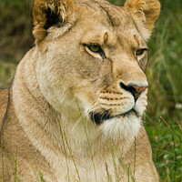 Buy canvas prints of A Lioness sitting in a field by Andrew Bartlett