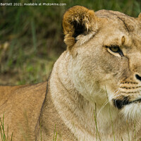 Buy canvas prints of An African Lioness. by Andrew Bartlett