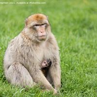 Buy canvas prints of An adult and baby Barbary Macaque. by Andrew Bartlett