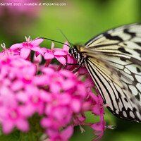 Buy canvas prints of Tree Nymph Butterfly by Andrew Bartlett