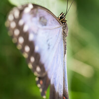 Buy canvas prints of Blue Morpho Butterfly by Andrew Bartlett