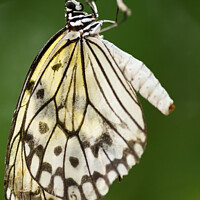 Buy canvas prints of Tree Nymph Butterfly by Andrew Bartlett