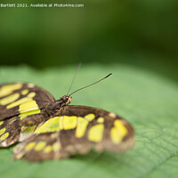 Buy canvas prints of The Malchite Butterfly. Siproeta Stelenes by Andrew Bartlett