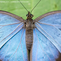 Buy canvas prints of Blue Morpho Butterfly by Andrew Bartlett